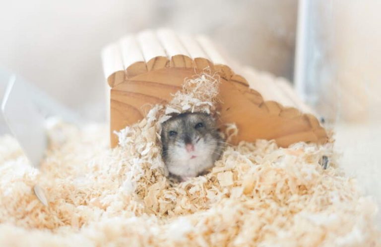 Best Hamster Bedding: Burrowing Substrate, Nesting Material & Litter