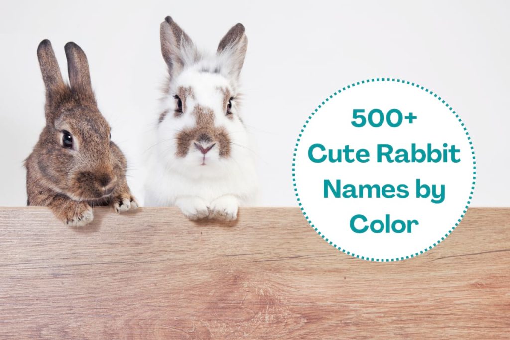 500+ Cute Rabbit Names by Color, Famous Bunny Characters
