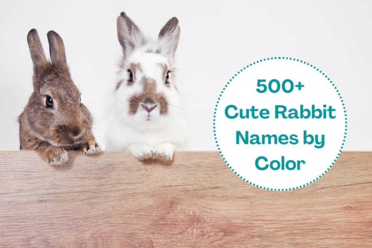 500+ Cute Rabbit Names: by Color, Famous Bunny Characters