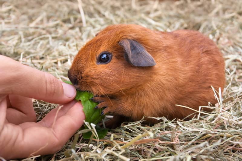 how many times should you feed a guinea pig