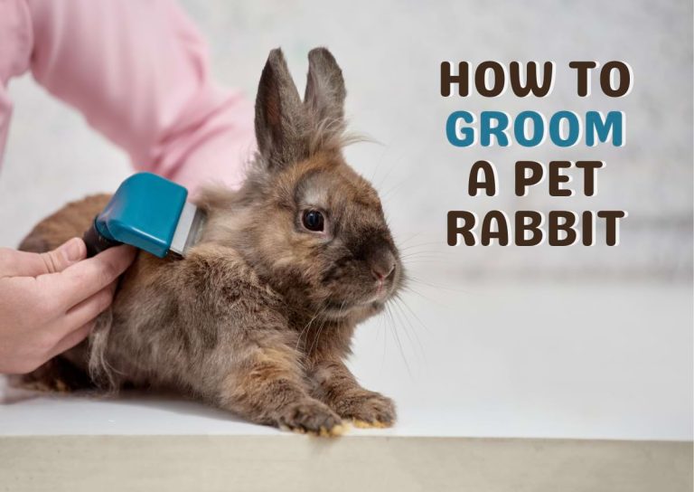 Rabbit Grooming: A Complete Grooming Routine For Your Bunny