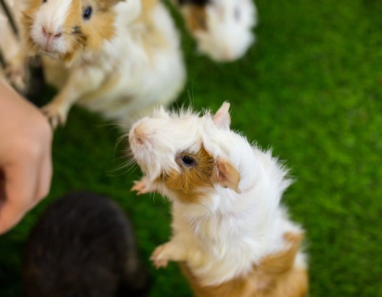 Are Your Guinea Pigs Fighting? 5 Things to Do Animallama