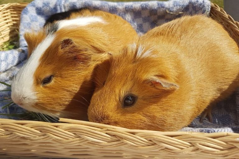Do Guinea Pigs Make Good Pets? The Pros and Cons of Owning Cavies