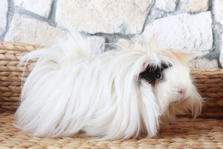 Do Guinea Pigs Make Good Pets? The Pros and Cons of Owning Cavies