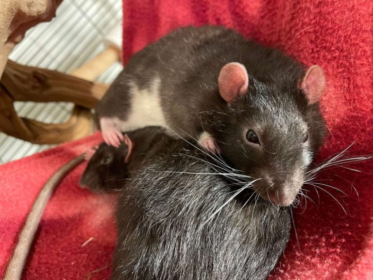 Should You Breed Your Pet Rats? Weighing the Ups and Downs