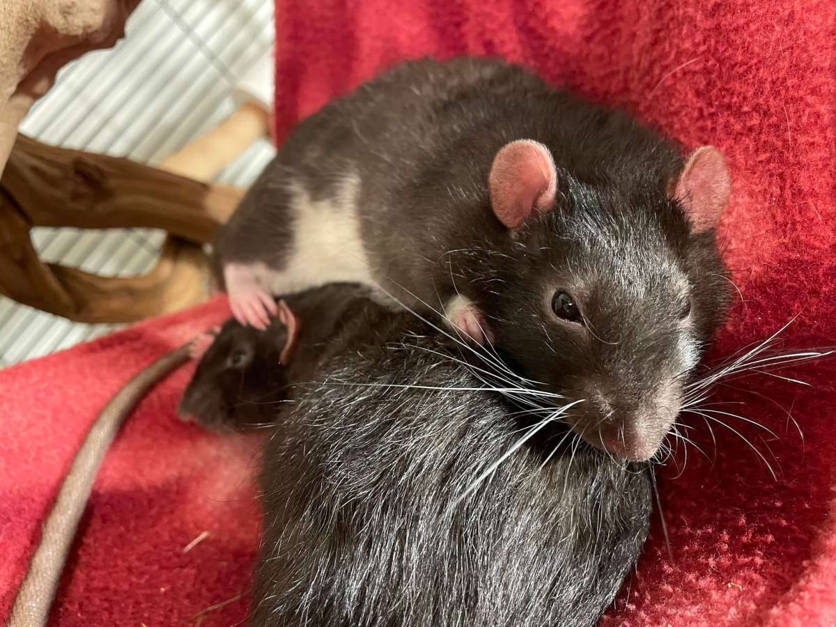 Should I breed my rats?