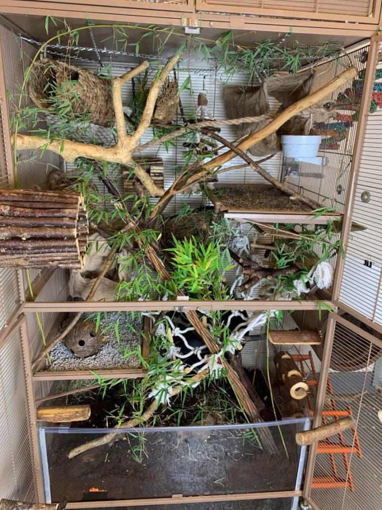 Naturalistic rat cage setup by Isamu Rats