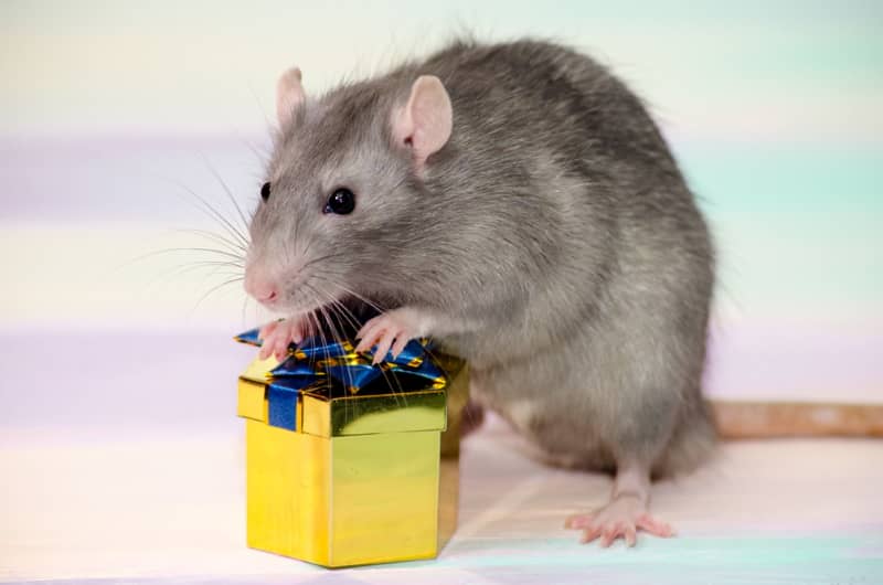 Gifts for pet rats 2025
