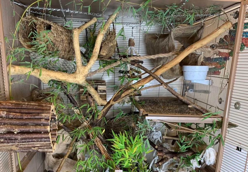 Bioactive & Naturalistic Rat Cage Setup How to Get Started