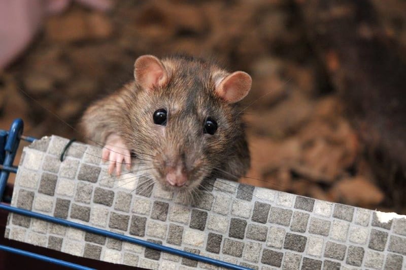 Pet Rat Health Problems - Respiratory & Heart