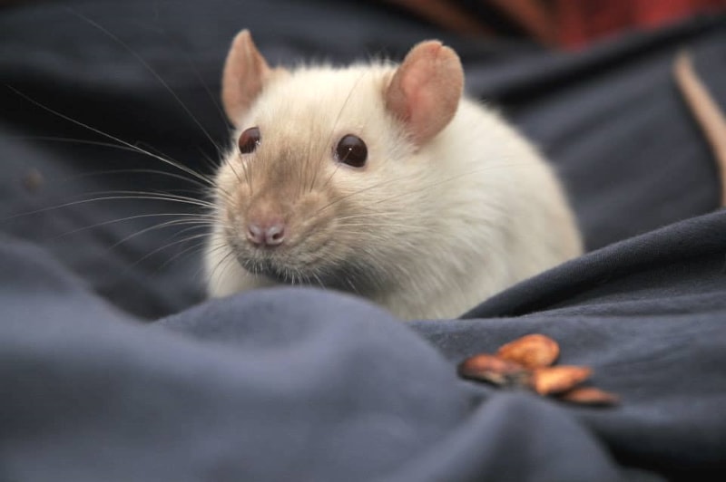 Respiratory issues & heart diseases in rats
