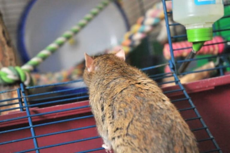 Common Health Problems in Rats Myco, Respiratory Problems & Heart