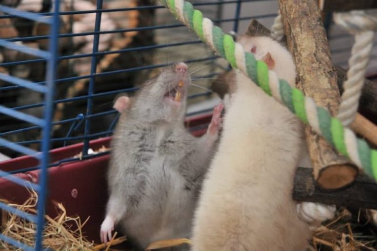 Do Male or Female Rats Make Better Pets? Animallama