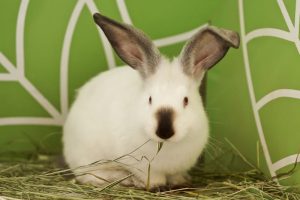 Friendly Rabbit Breeds 10 Friendliest Rabbit Breeds: The Most Affectionate, Cuddly & Gentle Breeds