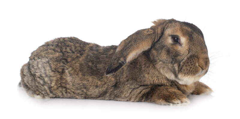 Flemish Giant rabbit