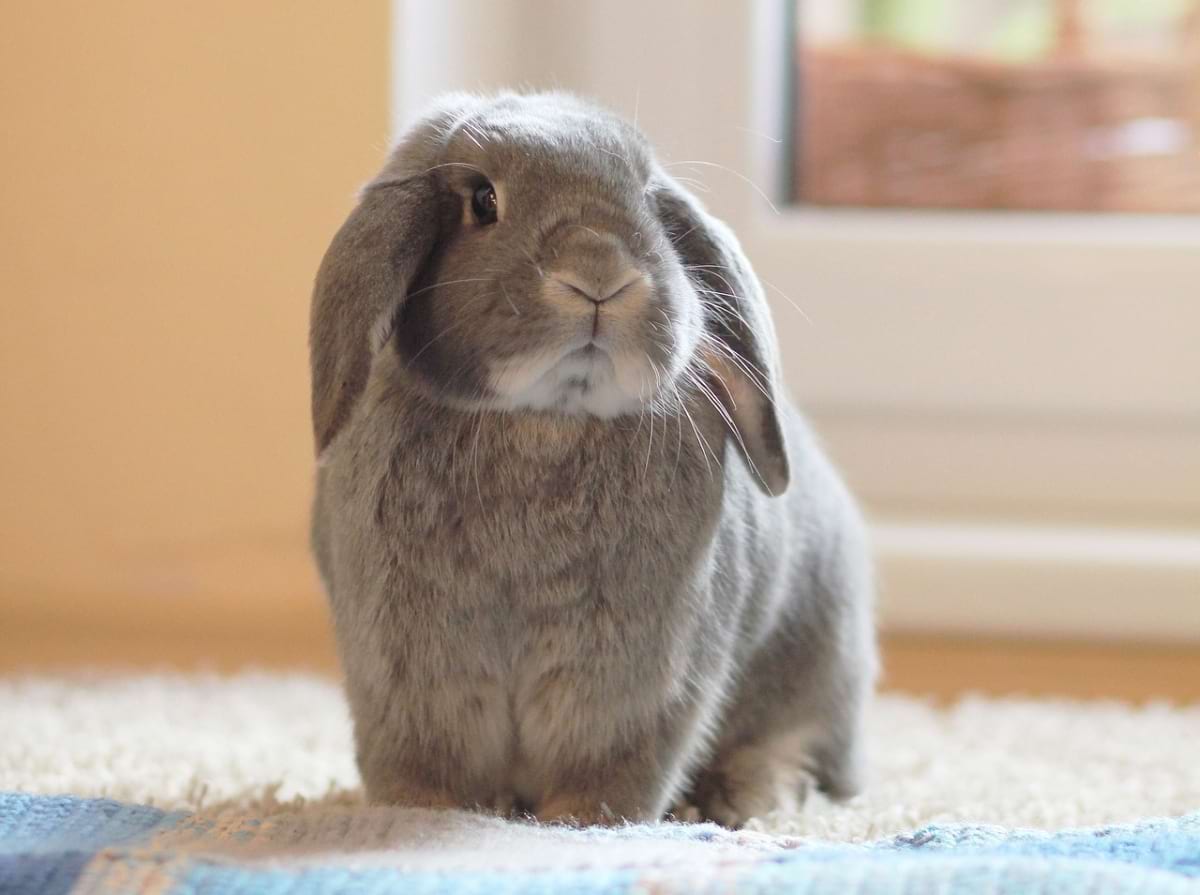 15 Tips to Keep Your Rabbits Cool in Summer | Animallama