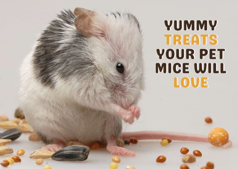Our Favorite Mice Treats: 9 Yummies Your Mice Will Love