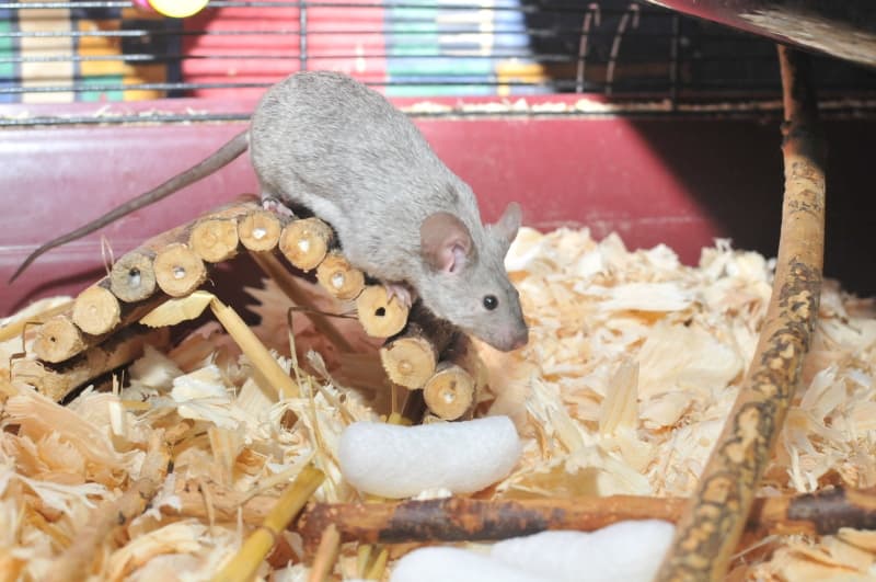 Pet mice substrate