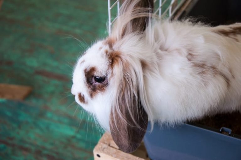 Rabbit’s First Aid Kit Checklist: 23 Items to Include
