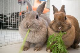Are Bunnies Good Pets? The Pros and Cons of Owning Pet Rabbits