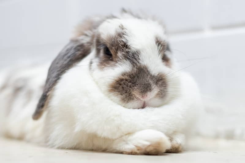 How to Trim Your Rabbit’s Nails