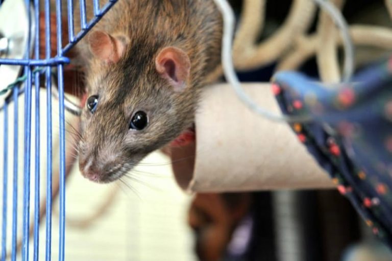 5 Things to Consider When Cleaning Your Rat Cage