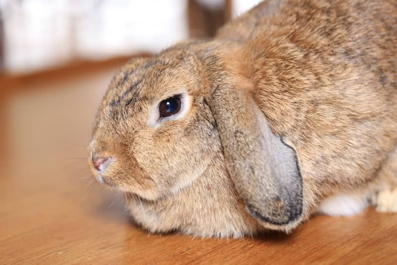 Rabbits as pets for small children