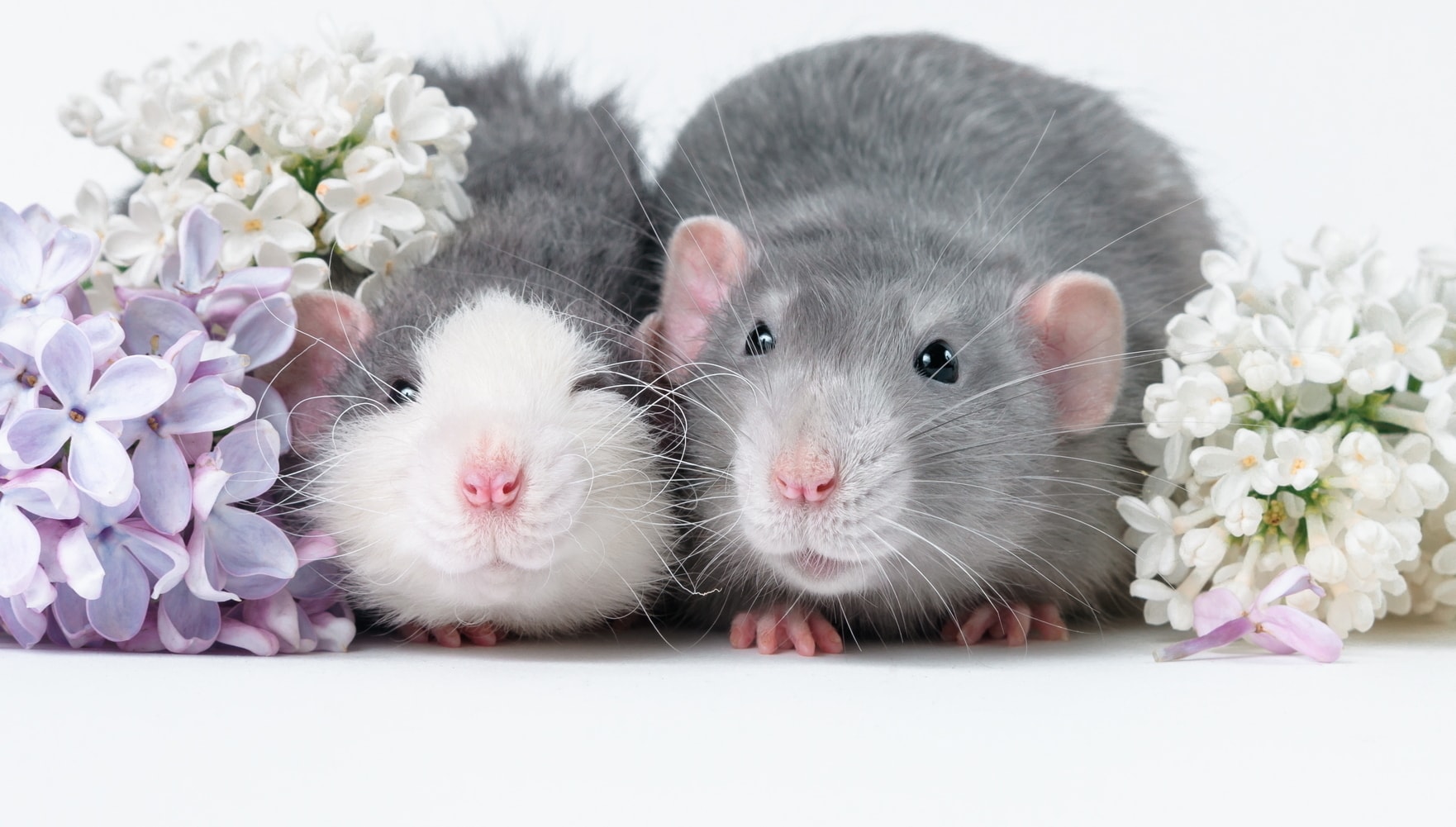 Rat Cage Calculator How Many Rats Can Live In a Cage Animallama
