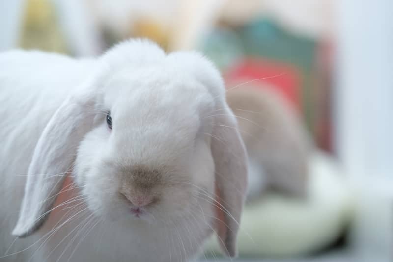 Signs your rabbit is sick