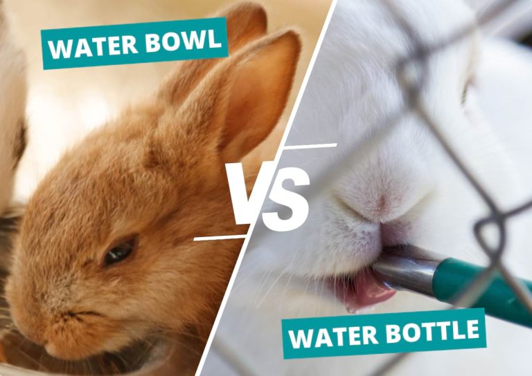 Should I Use a Water Bottle or a Water Bowl for My Rabbits?