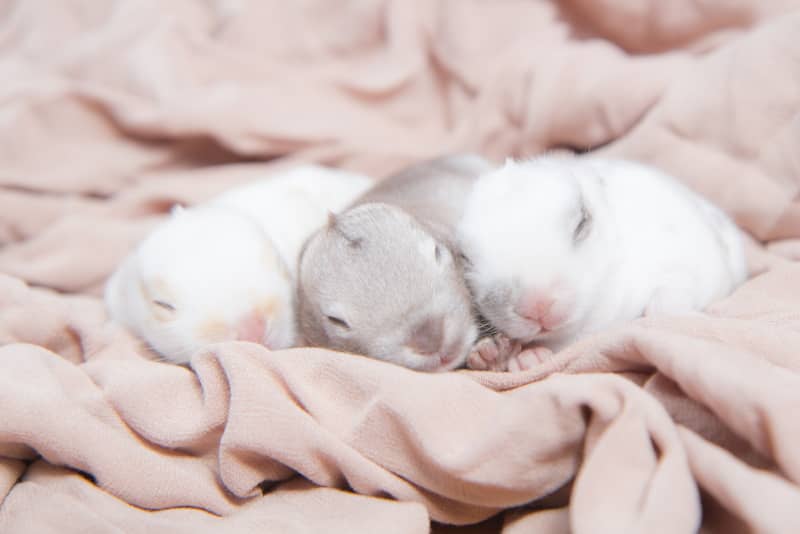Caring for rabbit mom and baby rabbits