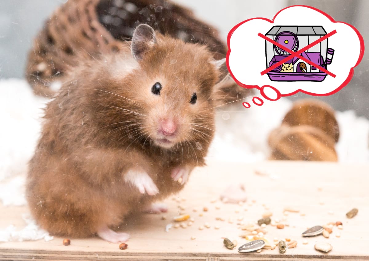 Top hamster cages clearance
