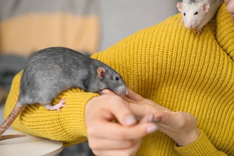 Bonding with your rats