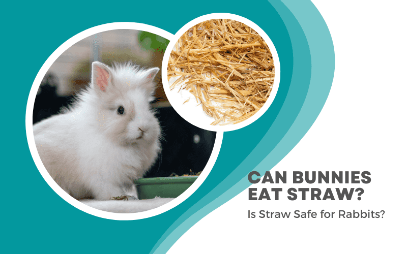 Can rabbits eat straw