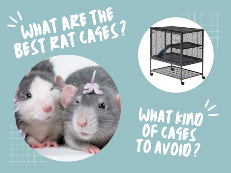 Best Rat Cages Minimum Cage Size, Bar Spacing & Other Requirements