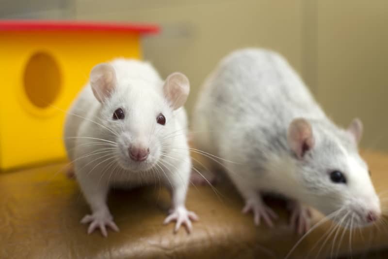 Making Rats Free Roam Time Fun Safe Free Roaming Ideas