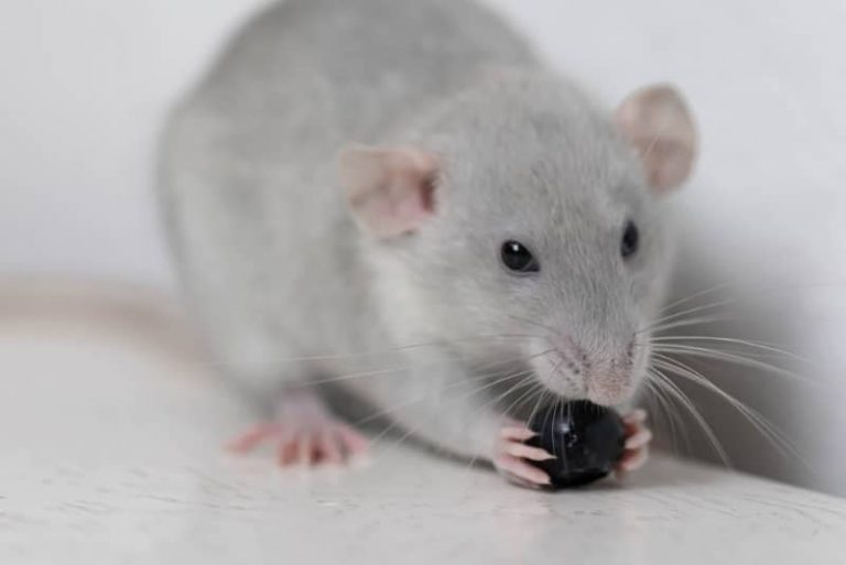 What Do Pet Rats Eat? A Guide to a Healthy Diet for Rats Animallama