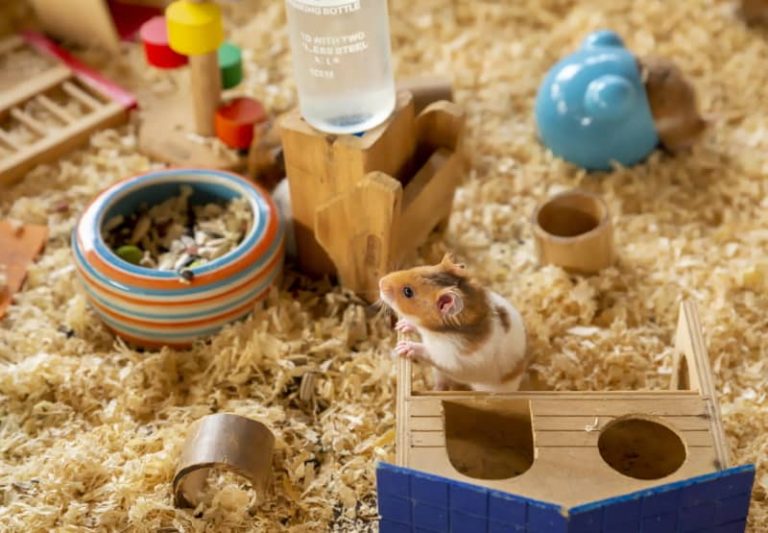 Image showcasing Best Hamster Cages: Ethical Cage Requirements for a Happy Hamster ...