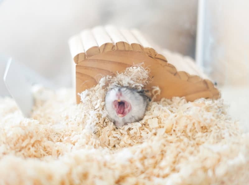 Hamster sleeping in a cage