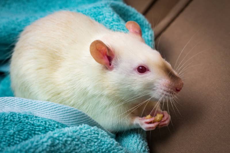 Healthy diet for pet rats