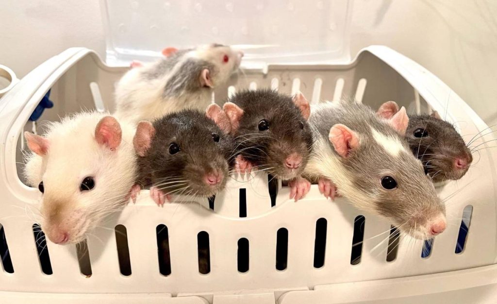 Six pet rats in a carrier