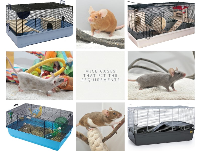 Finding the best mouse cage