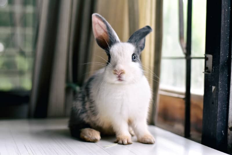 Moving rabbits to a new home