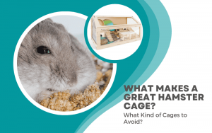 Best Hamster Cages: Ethical Cage Requirements for a Happy Hamster ...