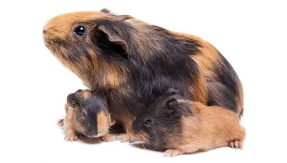 Picture of Guinea Pig Gestation: The Essential Guide to Pregnancy & Post Natal ...