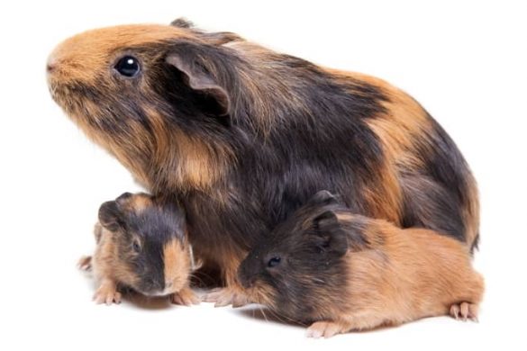 View of How to Feed Guinea Pigs: Easy-To-Follow Feeding Schedule | Animallama