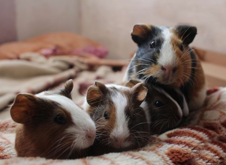 Guinea Pig Gestation: The Essential Guide to Pregnancy & Post-Natal Care
