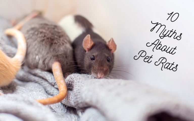 Busting 10 Common Myths About Pet Rats