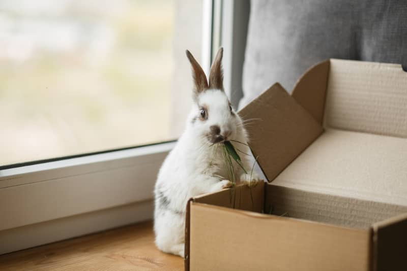 Signs of stress in rabbits