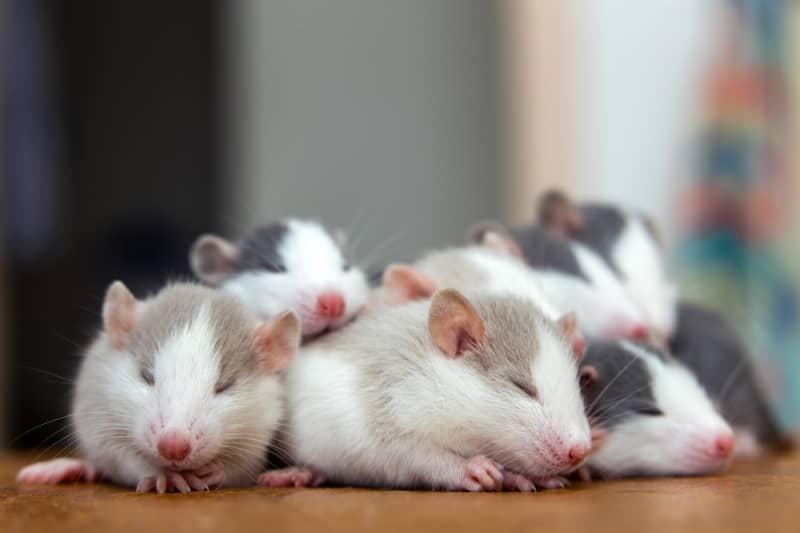 Breeding rats responsibly is not profitable
